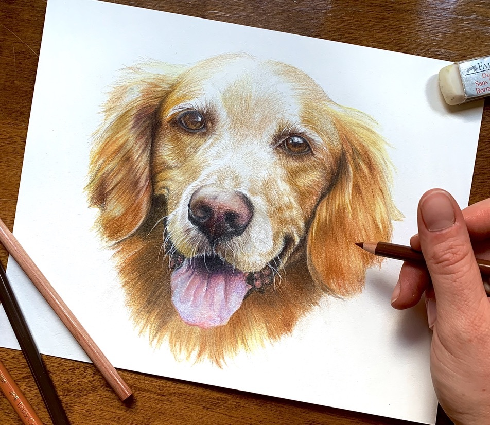 a hand holding a colored pencil above a drawing of a golden retriever looking happy with its tongue out