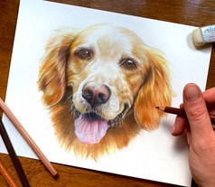 a hand holding a colored pencil above a drawing of a golden retriever looking happy with its tongue out