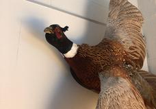 Bird on the wall